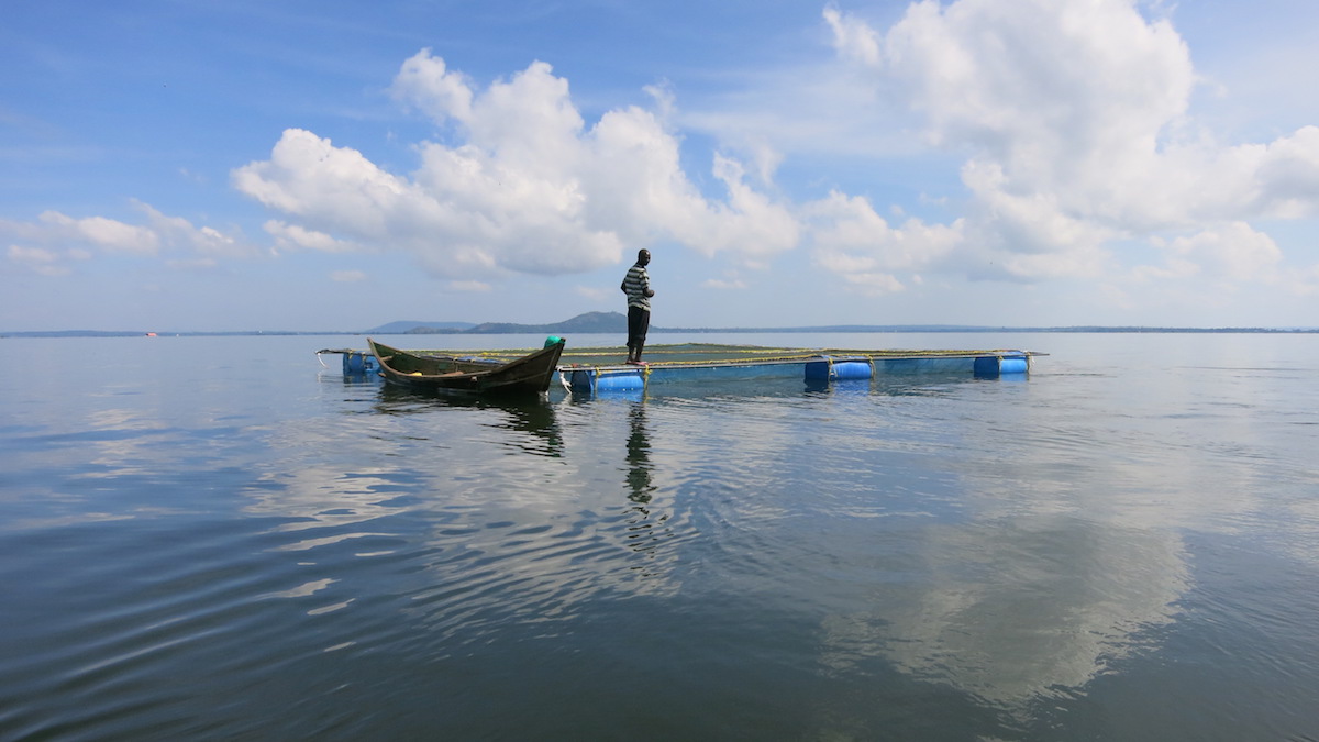 A floating fish cage on Lake Victoria. Photo by LAVICORD Project/Maseno University.