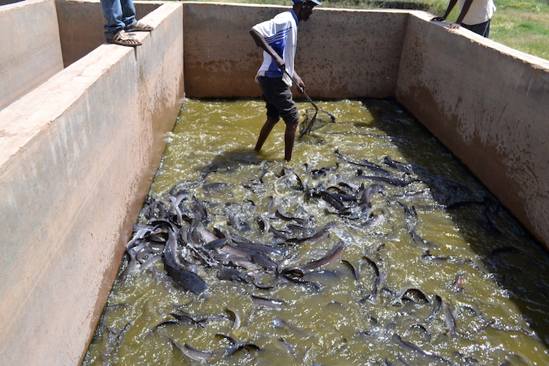 African catfish are typically raised in ponds near Lake Victoria. Photo by Isaiah Esipisu.