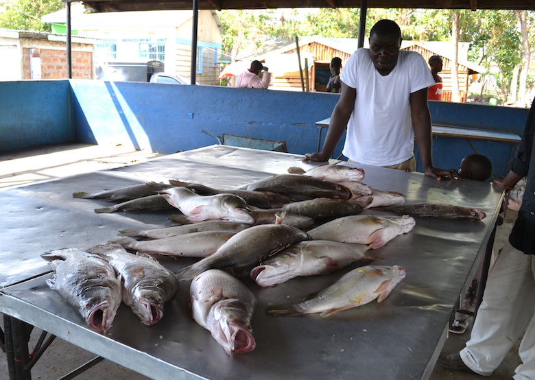 The canivorous Nile perch, an introduced species that has wiped out several native fish, is itself at risk due to overfishing. Since it is a mainstay for fishermen on the lake, they and researchers are attemping to revive it through aquaculture. Photo by Isaiah Esipisu.