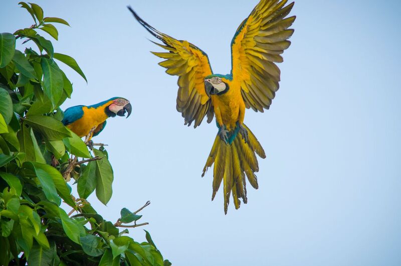 Two macaws in the Uatumã Biological Reserve in the state of Amazonas, Brazil, part of WWF’s. Amazon Region Protected Areas program. Photo by WWF-US / Ricardo Lisboa.