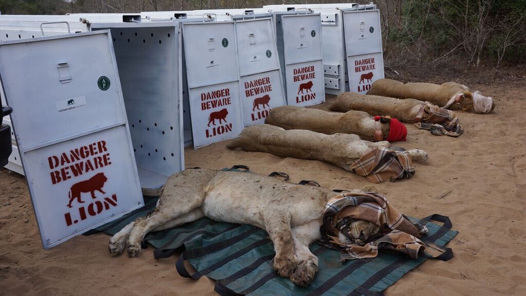 Five lionesses transported from South Africa and reintroduced to Rwanda’s Akagera National Park. Lions had been absent from the country for 15 years. African Parks, the NGO managing the park, claims credit for bringing them back. Photo by Dave Toohey/African Parks.