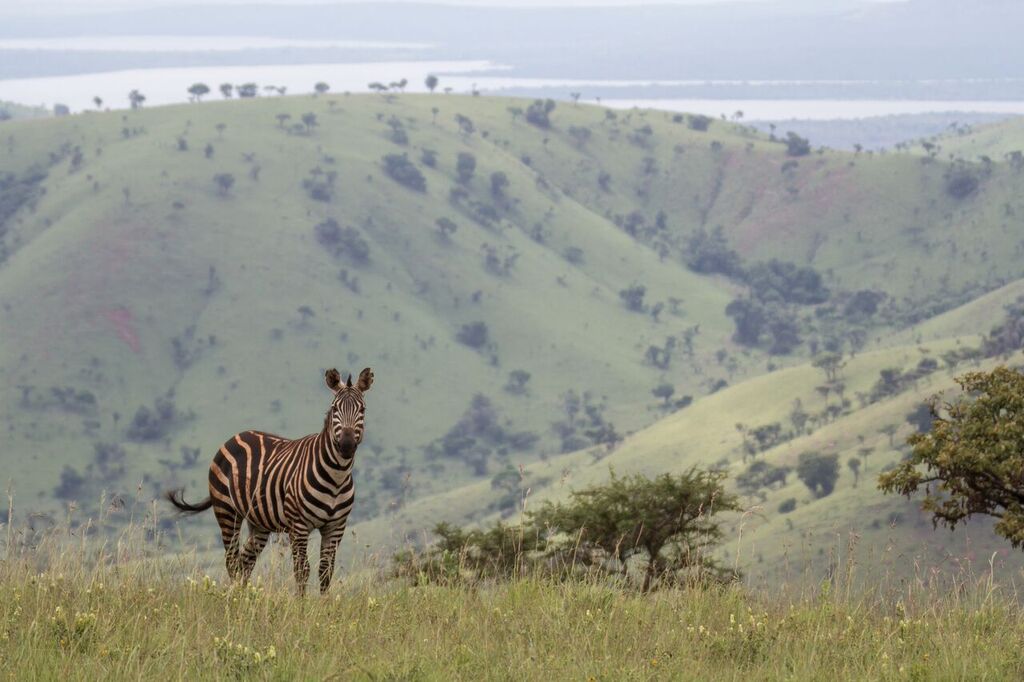 A zebra in Akagera National Park, Rwanda. Photo by John Dickens/African Parks.