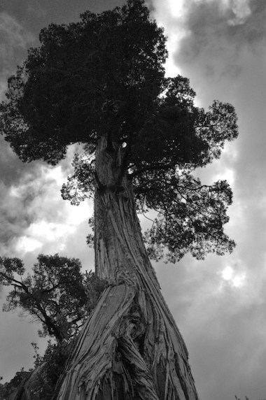 A single, old-growth alerce tree left standing in a clearing. The species (Fitzroya cupressoides) grows more than 150 feet tall. The oldest one on record was 3,622 years old. Photo by Robert Heilmayr.