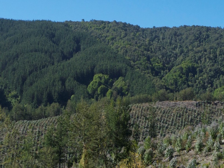 Two generations of plantations and a natural temperate forest in central Chile. Photo by Robert Heilmayr.