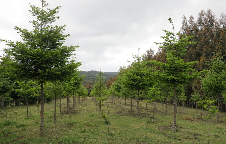 A recently planted pine plantation on Chiloe Island off the south central Chilean coast. Photo by Robert Heilmayr.