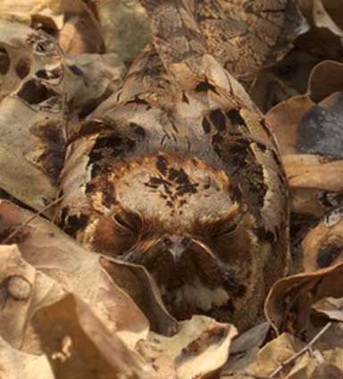 5.Still can’t see the nightjar pictured above? Here she is in extreme close up. Photo by Jolyon Troscianko