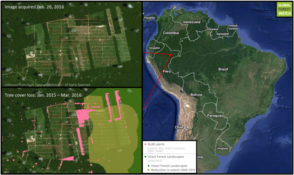 The United Cacao plantation is located in Peru's northeastern extent. Recently released data from the University of Maryland (GLAD alerts) visualized via Global Forest Watch show large areas of tree cover loss that extend into an Intact Forest Landscape.