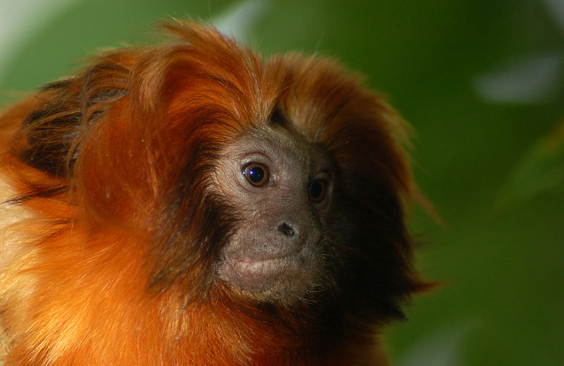 SavingSpecies helps fund conservation efforts by local groups such as the Golden Lion Tamarin Association. Photo from Wikimedia Commons, CC BY-SA 2.0.