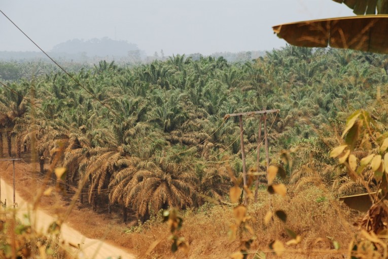 While production has intensified in recent years, palm oil is not new to Cameroon. The oil palm tree actually evolved in western Africa, and even large scale plantations have been around for quite some time. Here, a decades-old plantation operated by the company Palmol sits between the Cameroonian cities of Mundemba and Kumba. Photo by John C. Cannon.