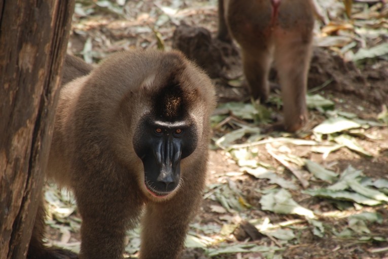 Drills (Mandrillus leucophaeus) are related to baboons and mandrils. They are listed as Endangered by the IUCN. Photo taken at Limbe Wildlife Centre in Cameroon by John C. Cannon.