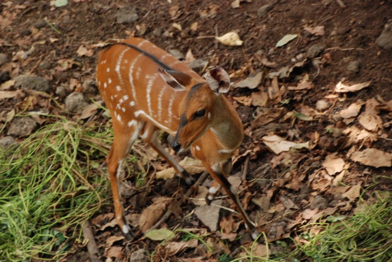 Cameroon's forests are home to many species, such as this bushbuck (Tragelaphus scriptus). Photo taken at Limbe Wildlife Centre by John C. Cannon. 