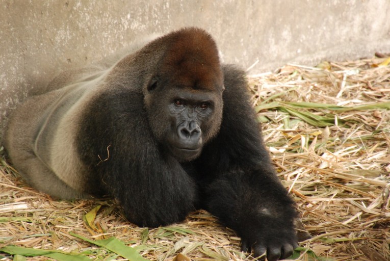 Ebo Forest is home to western gorillas (Gorilla gorilla, shown) and a unique population of gorillas that may be a distinct - and very rare - subspecies. Photo by John C. Cannon. Wildlife Centre in Cameroon by John C. Cannon.
