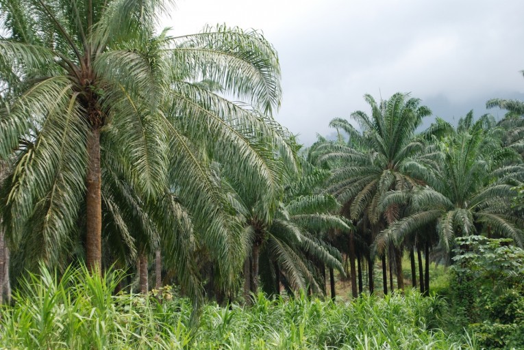 A mature oil palm plantation outside Limbe. Photo by John C. Cannon.