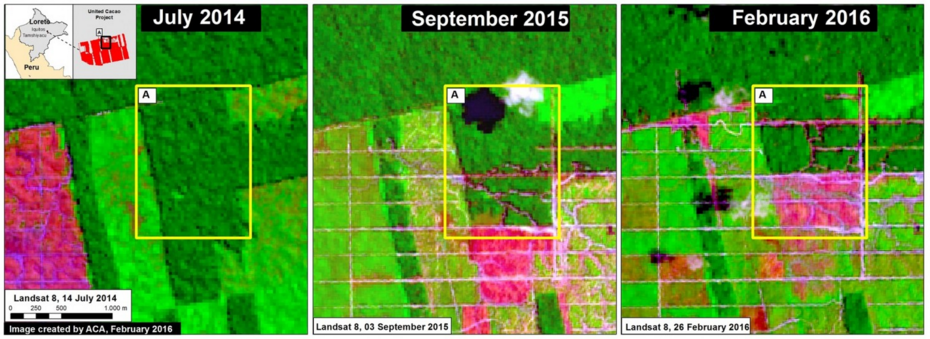 Satellite images show advancing deforestation in in the northern portion of the United Cacao project from July 2014 to February 2016. Researchers say that recent road-building could mean more deforestation is on the horizon. Image courtesy of MAAP.