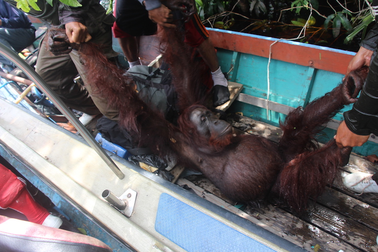 BOSF rescue team members bring a female orangutan onto their translocation boat on Borneo’s Mangkutup river. After a check up, the team will place the animal in a metal cage for transfer to Bagantung forest nine miles away. Photo by Melati Kaye.
