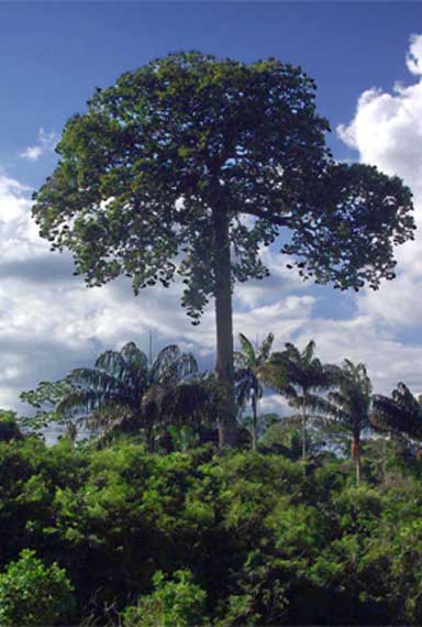 Castanheira, a giant Brazil nut tree. Photo courtesy of Wikipedia