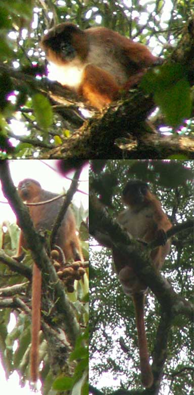 Preuss’s red colobus monkey is among the world’s most endangered primates, and is threatened by poaching in Korup National Park, Cameroon, an important stronghold for the species. Image by Astaras [Attribution], via Wikimedia Commons