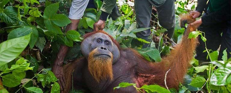 PanEco resigns from RSPO over ‘sheer level of inaction’