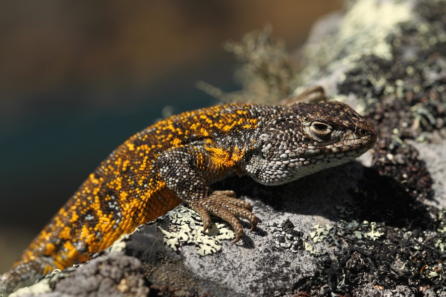 The new Liolaemus lizard is so well evolved to the frigid heights of the Andes, that it can live near glaciers. Photo by Mileniusz Spanowicz / WCS.