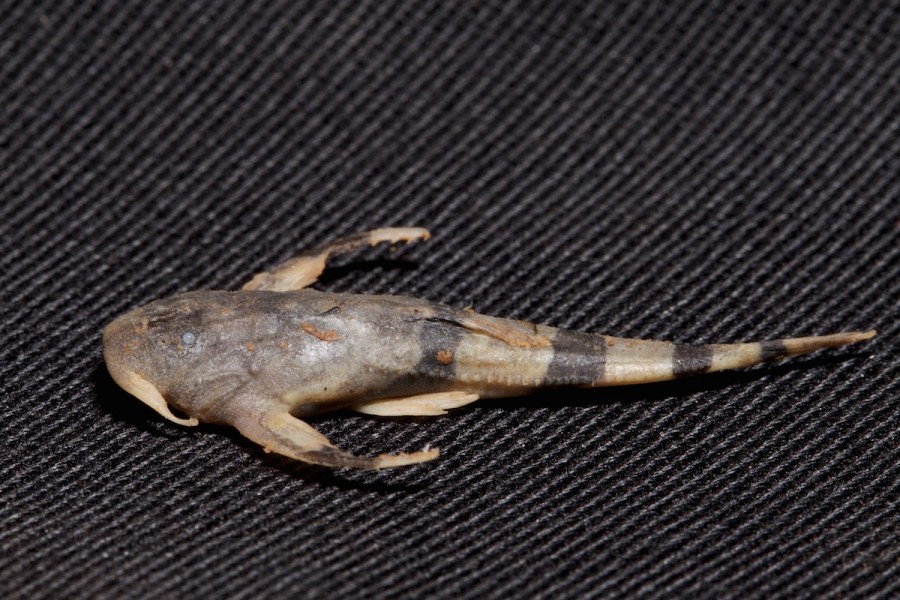 A new banjo catfish (Aspredinidae). Photo by Mileniusz Spanowicz / WCS.