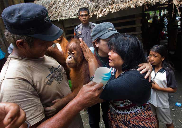A local family gives up their pet orangutan during a confiscation conducted by local police and SOCO. Photo by Paul Hilton