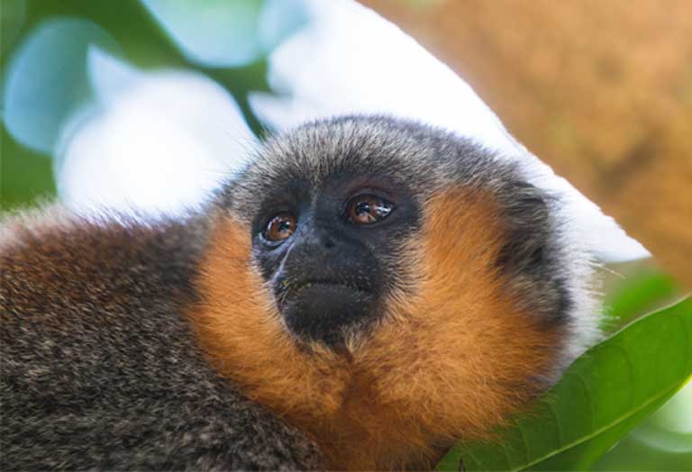 A titi monkey in the Munduruku’s Sawré Muybu territory on the banks of the Tapajós. Primates, birds, mammals and fish will all feel the impact of hydropower development if terrestrial and aquatic habitats are destroyed and degraded, and aquatic migration routes are disrupted by the dams. Photo © Valdemir Cunha / Greenpeace