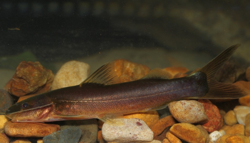 A new Cetopsorhamdia catfish species. Photo by Mileniusz Spanowicz / WCS.