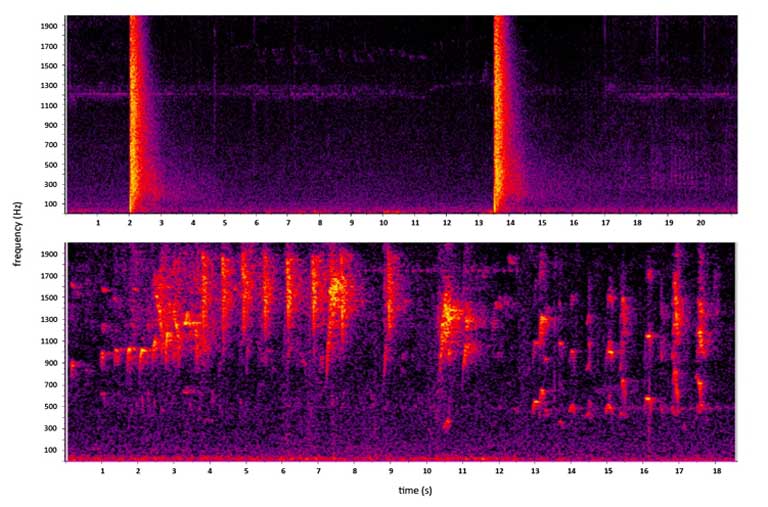 A spectrogram showing gunshots in the upper panel, and the call of Preuss’s red colobus monkeys in the lower panel. Image courtesy of James Linder. 