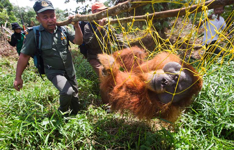 A large male orangutan is rescued and relocated after his home forest was destroyed for oil palm expansion in the Tripa peat swamp. Photo by Paul Hilton