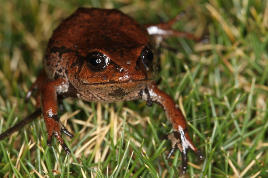 One of the recently discovered frog species (Psychrophrynella). Photo by Mileniusz Spanowicz / WCS.