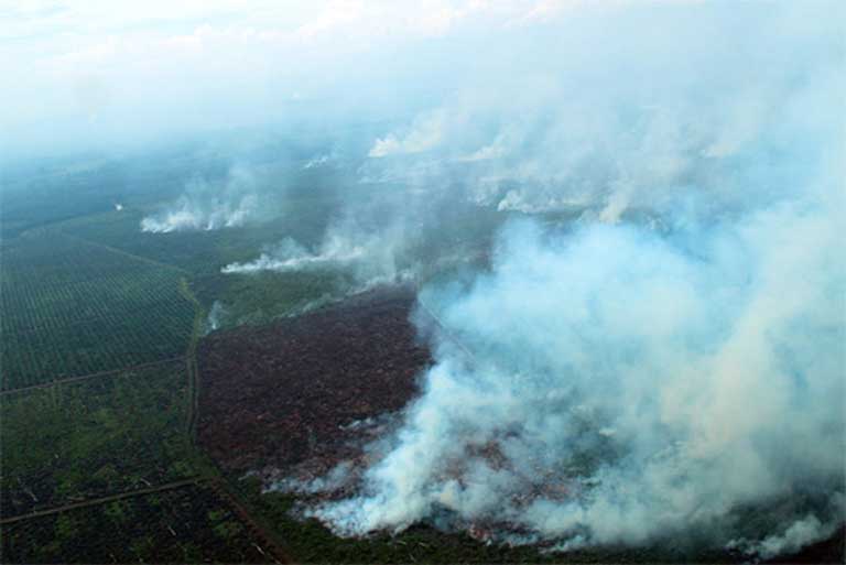 Fires in Tripa outraged people around the globe, helping to put pressure on the Indonesian government to vigorously prosecute oil palm companies for environmental crimes. Courtesy of the Sumatran Orangutan Conservation Programme