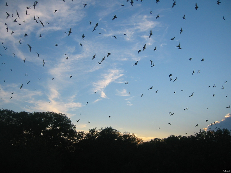Insect-eating Brazilian Free-Tailed bats (Tadarida brasiliensis) provide a great pest-control service to agriculture and natural ecosystems. Photo by Paul Cryan, USGS.