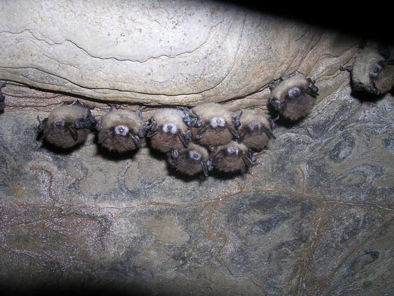 Little brown bats in NY hibernation cave. Note that most of the bats exhibit fungal growth on their muzzles. Photo by Nancy Heaslip, New York Dept. Of Environmental Conservation.