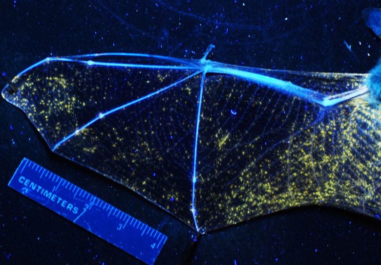 Long-wave ultraviolet (UV) and white-light illumination of lesions associated with white-nose syndrome. Wing from dead eastern pipestrelle (Pipistrellus subflavus) lit from above with hand-held UV flashlight shows points of orange–yellow fluorescence. Photo by USGS.