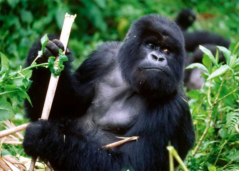 A Cross River gorilla. Photo (c) Richard Ruggiero, courtesy of the USFWS.