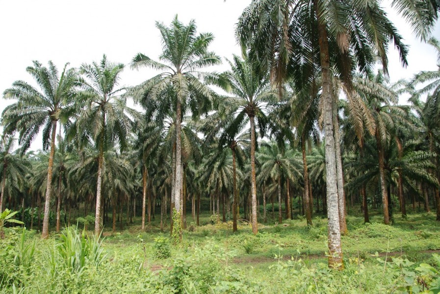 Oil palm plantations outside Limbe. 