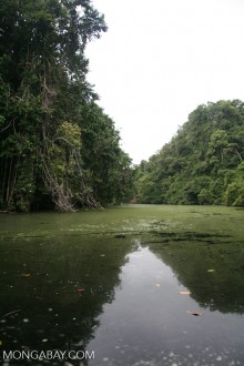 Gabon rainforest. Much of the good habitat for great apes in Africa overlaps with land that would also support large-scale agribusiness. Photo by Rhett A. Butler