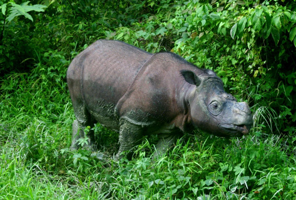  Tam, a captive Critically Endangered Bornean rhino (Dicerorhinus sumatrensis harrissoni). Photo by Jeremy Hance.