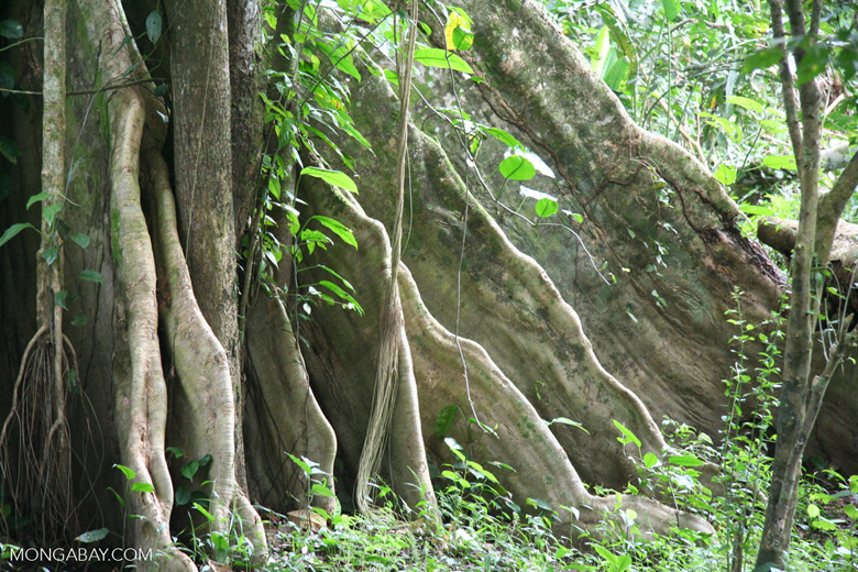 Buttress roots provide support for an Amazon rainforest tree in Colombia. Photo by Rhett A. Butler. 