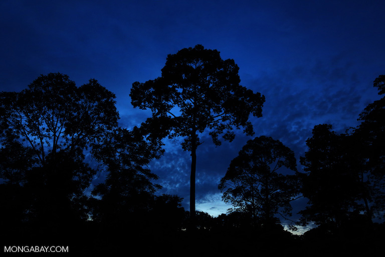 Tropical rainforest at twilight in Sabah, Malaysian Borneo. Photo by Rhett A. Butler. 