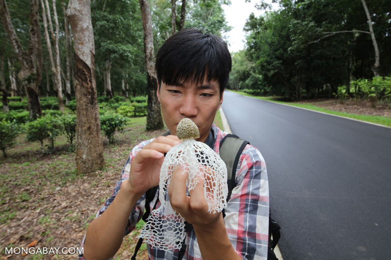 Researcher examines a bamboo fungus in China. Photo by Rhett A. Butler. 