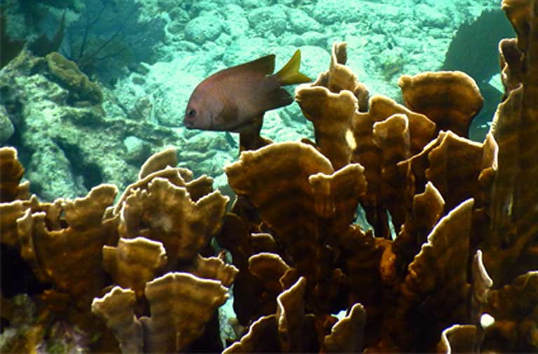 Large schools of fish on the reef are in decline due to overfishing. Photo by Justin Catanoso