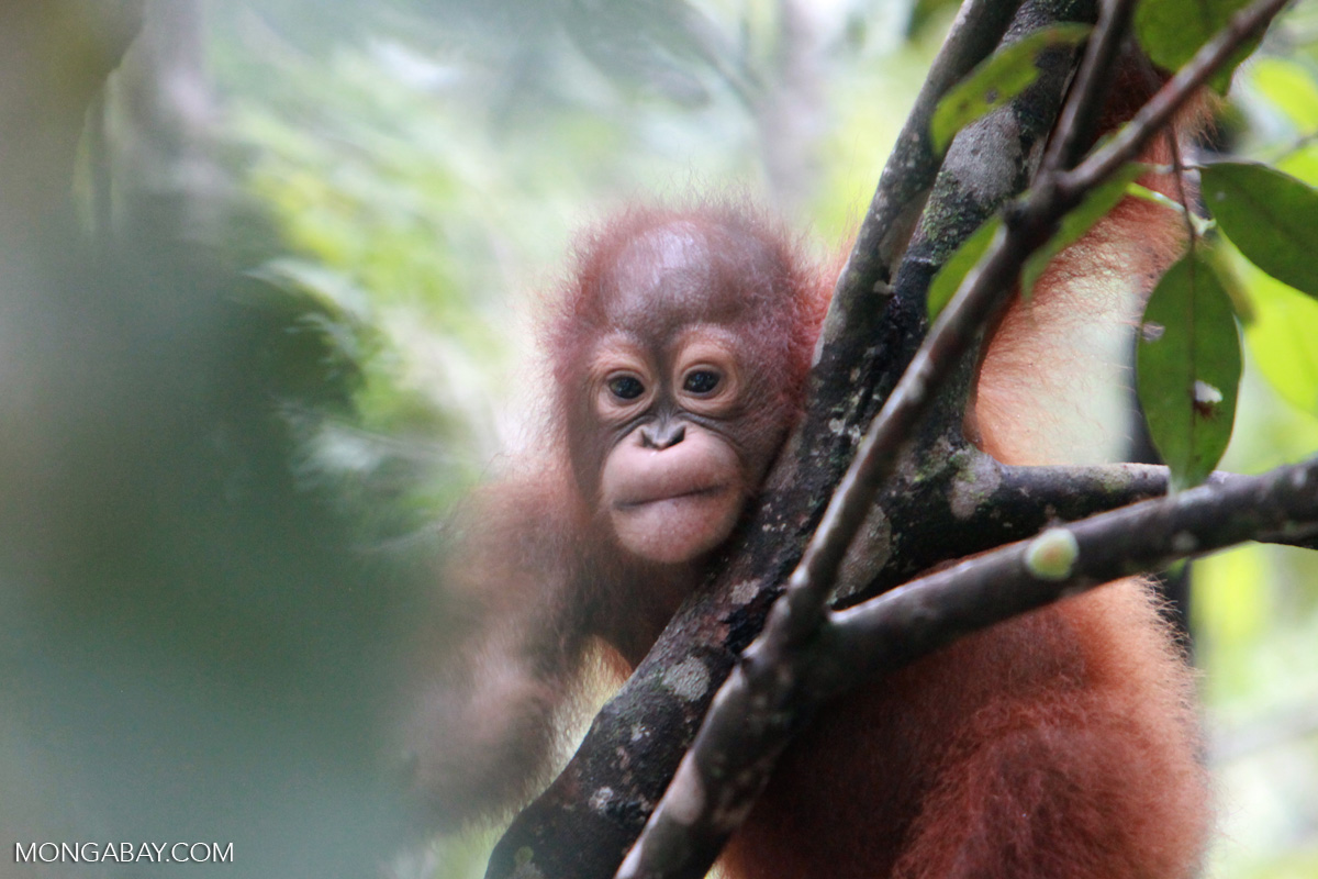 Young orangutan in a tree, in Kalimantan. Photo by Rhett A. Butler. 