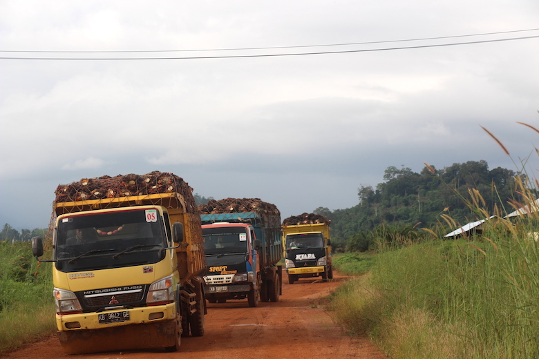 Trucks transport oil-palm fruit in PT Kayung Agro Lestari’s plantation in West Kalimantan.