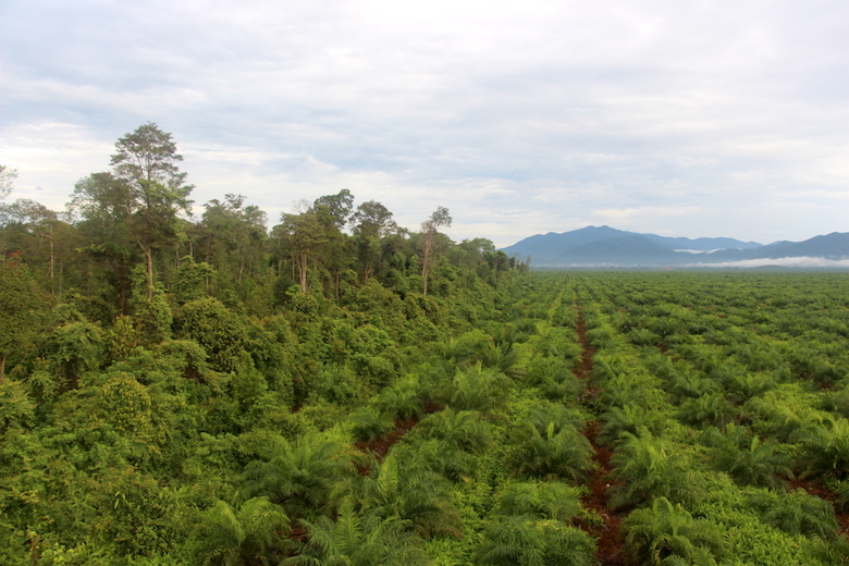 One of PT Kayung Agro Lestari’s “high conservation value” forests (left) is separated from the rest of the oil-palm plantation by a short moat. The plantation is within sight of the mountains of Gunung Palung National Park.