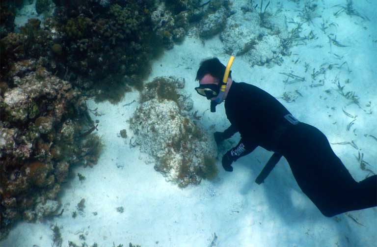 Miles Silman examines a stressed portion of Lighthouse Reef. Photo by Justin Catanoso