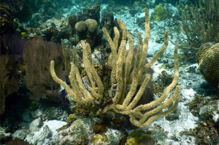 Sea whip soft coral. Photo by Justin Catanoso