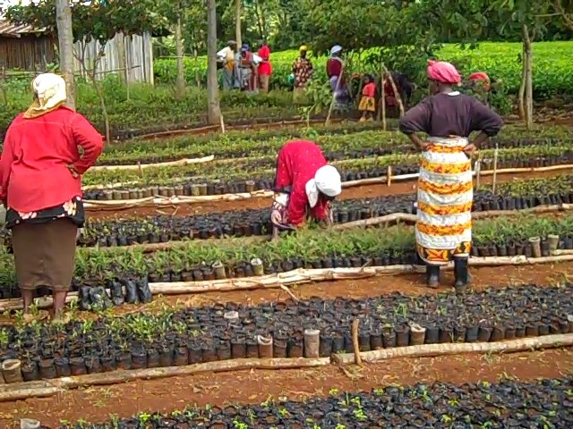 Акція по висадці дерев у Кенії
