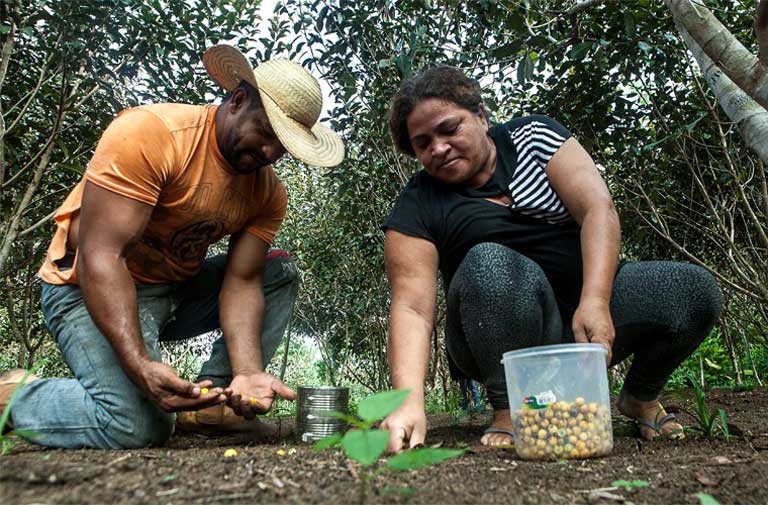 Daniel and Osvalinda Pereira on their homestead, a farm that took them 18 years to create inside the Areia Homestead Project. Photo by Lilo Clareto / Repórter Brasil