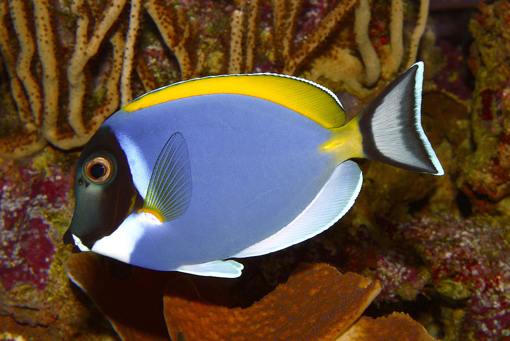 Some species like the powderblue surgeonfish could benefit from coral death, Arthur said. Photo by H Zell, Wikimedia Commons, CC By-SA 3.0